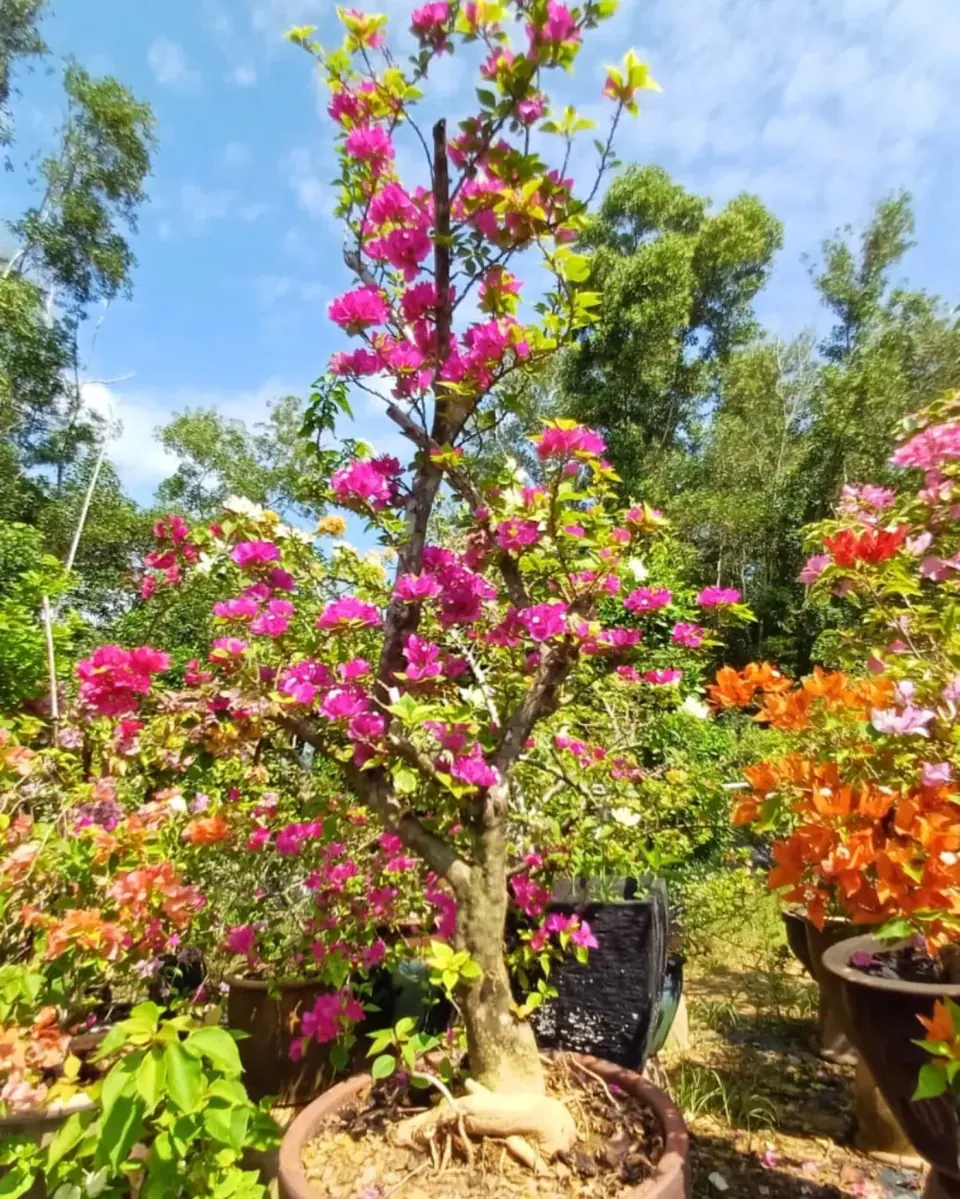 Flowering plants growing at the Alamskap nursery