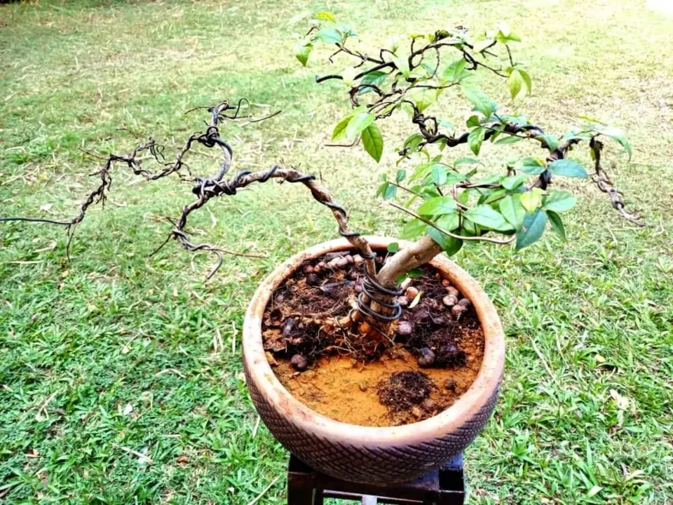 Nursery collection