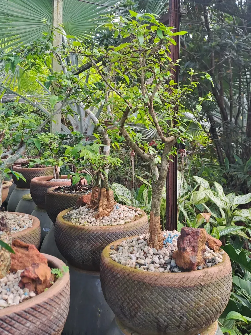 Nursery plants