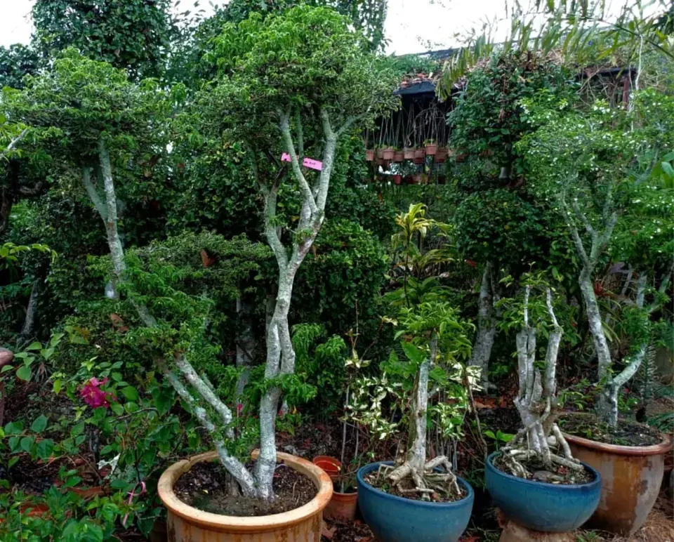 Potted trees at the Alamskap nursery