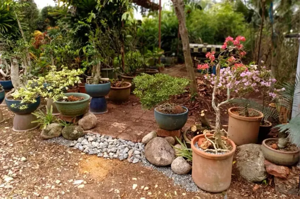 Potted plants arranged at Alamskap