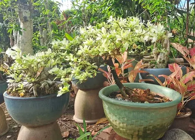 Nursery colour