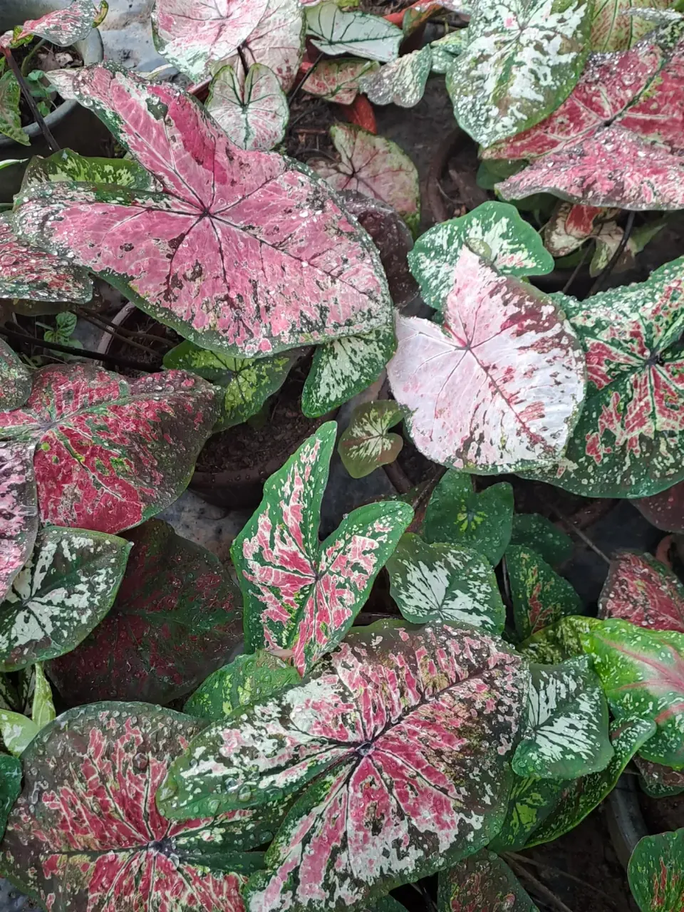 Around the nursery