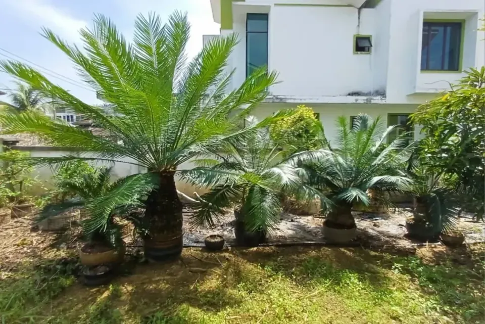 Nursery collection