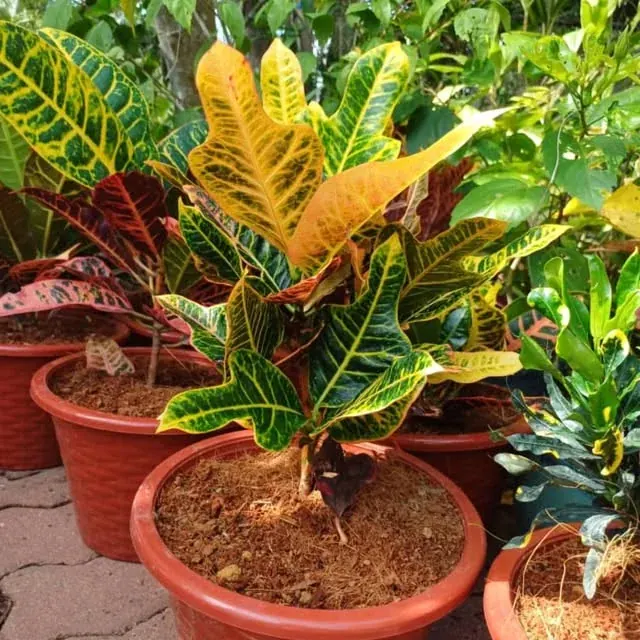 Foliage at the nursery