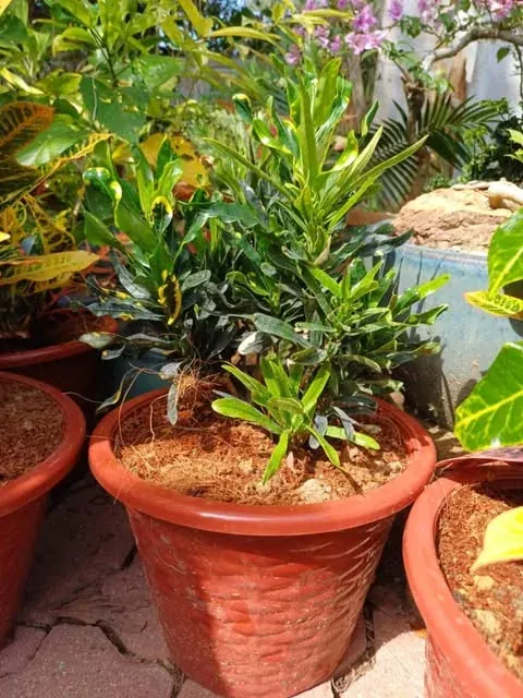 Tropical leaves