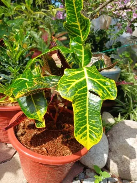 Colourful nursery foliage