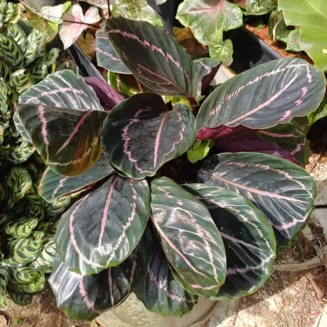 Pink-striped foliage