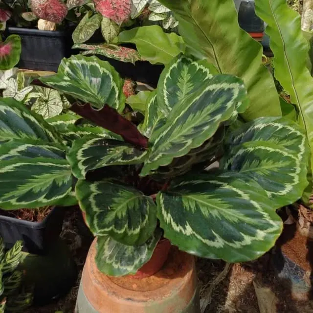 Patterned green leaves