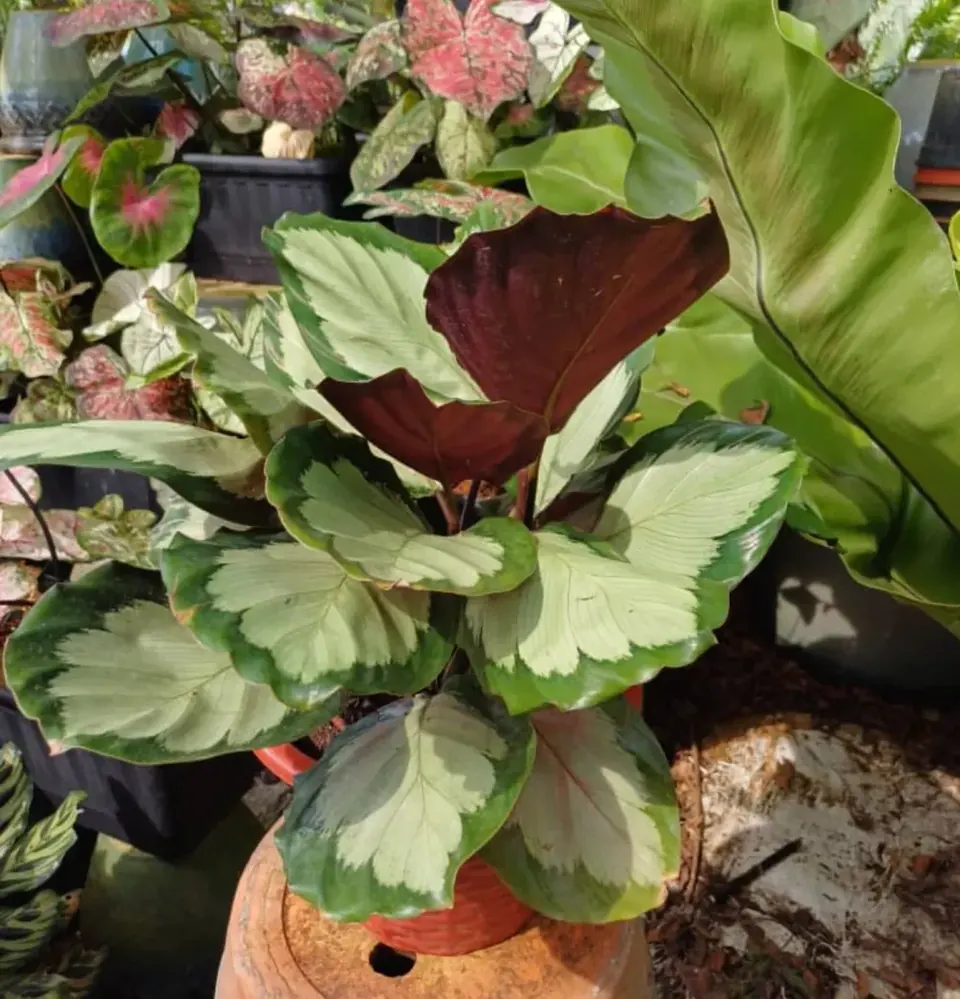Colourful leaves at our nursery
